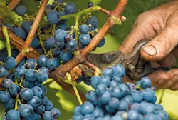 Quelle: KLR/KDL Bild von Weinreben zum Text Krise im Weinbau