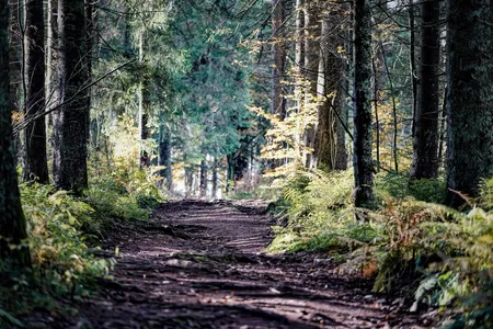 Waldweg mit Bäumen