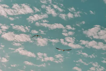 Zwei Vögel fliegen