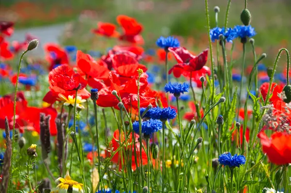 Sommerwiese mit Blumen